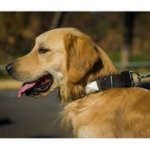 ニッケルのスタッズ＆プレート付　革製首輪