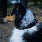 スタッズ付 本革製 犬用首輪