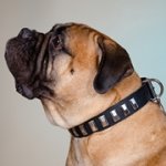 中・大型犬用ニッケルのプレート付き革製デコカラー