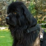 中～大型犬用丈夫なナイロンのハーネス（胴輪）