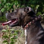 ピットブル用ゴールデン色ユニークなスタッズ付き本革首輪