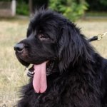 大型犬用パディング付き革のチョークカラー