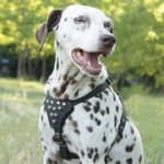 小・中型犬用　円錐スタッズ付　革製ハーネス