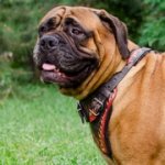 炎の模様で装飾された革のハーネス（中～超大型犬用）