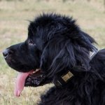 ニッケルのプレート付き本革のデコカラー（中・大型犬用）