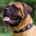 銀色のコンチョ付きナイロンの首輪