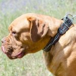 「有刺鉄線」の絵で装飾された犬用本革首輪