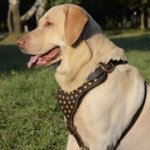 中型~大型犬用スタッズ付き革の犬用ハーネス