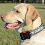 パッチとバックル付きナイロン製犬用首輪