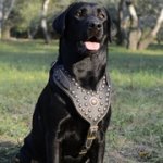 スタッズで装飾された革の胴輪（大型犬用）