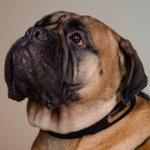 迷子札付き革製犬用首輪