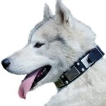 ニッケルのスタッズ＆プレートで装飾された革の首輪