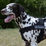 多目的なナイロンのハーネス（小～超大型犬用）