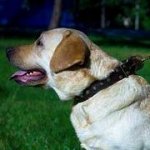 中・大型犬用コニカル・スタッズ付き本革首輪