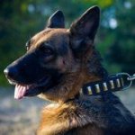 中・大型犬用の首輪（真鍮プレート付き）