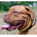 迷子札付き革製犬用首輪