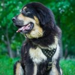 中型~大型犬用のレザーハーネス（スタッズ付き）