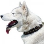 中・大型犬用コニカル・スタッズ付き本革首輪