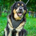 中・大型犬用のスパイク付き革のハーネス