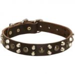スタッズ付き犬用首輪