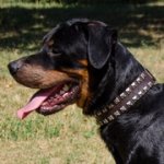 2連のスタッズ付き本革犬用首輪