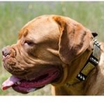 シルバースパイク・真鍮プレート付き革の首輪