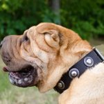 シャー・ペイに最適な銀色のコンチョで装飾された革の首輪