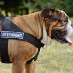 イングリッシュブルドッグ用多目的なナイロンのハーネス　