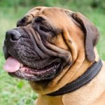 フェルトのパッド付き中・大型犬用革の首輪