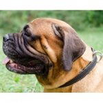 ２枚革製のチョークカラー（中～超大犬種）