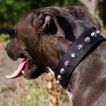 コニカルスタッズ付きナイロンのピットブル用首輪