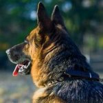 犬の散歩用スパイク付きの首輪