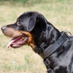 フェルトのパディング付き本革製犬用首輪