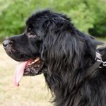 バックル付きナイロン製の犬用首輪