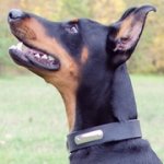 迷子札付きドーベルマン用首輪