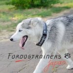 当て布とバックル付きナイロンのシベリアンハスキー用首輪