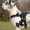 Multi Purpose Comfort Nylon Dog Harness for Great Dane