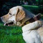 天然皮革首輪　真鍮のプレート付き