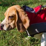 ビーグル犬用ナイロン製ジャケット型ハーネス