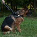 盲導犬用革のハーネス