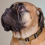 スパイク＆プレート付き革製犬用首輪