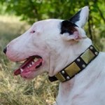 プレート・スタッズ付き本革ブルテリア用首輪