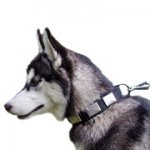 ニッケルプレート付きナイロン首輪（中～超大型犬）