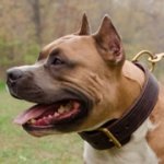 アムスタッフの訓練用2枚革の首輪
