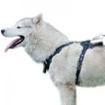 犬の訓練用革のハーネス【中・大型犬】