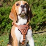 子犬、小型犬・中型犬用　円錐スタッズ付　革製ハーネス