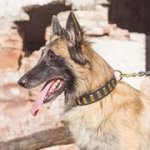 犬用の革製首輪　黄銅のプレート付