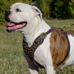 超大型犬種用スタッズ付き革のハーネス