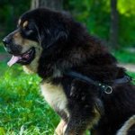 犬の散歩・ウオーキング用本革製ハーネス