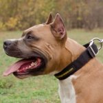 中・大型犬用丈夫で便利なナイロン首輪